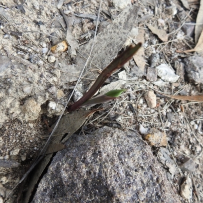 Thelymitra sp. (A Sun Orchid) at Krawarree, NSW - 27 Sep 2021 by Liam.m