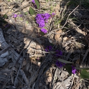 Hardenbergia violacea at Tombong, NSW - 18 Sep 2021