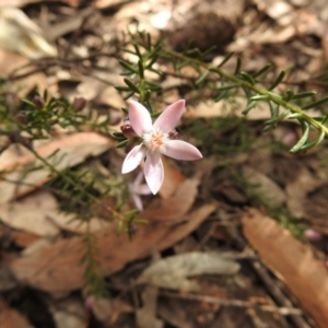 Philotheca salsolifolia subsp. salsolifolia at Krawarree, NSW - 27 Sep 2021