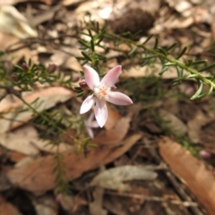 Philotheca salsolifolia subsp. salsolifolia (Philotheca) at Krawarree, NSW - 27 Sep 2021 by Liam.m