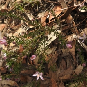 Philotheca salsolifolia subsp. salsolifolia at Krawarree, NSW - 27 Sep 2021