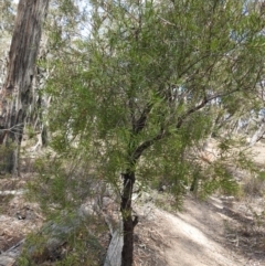 Persoonia linearis (Narrow-leaved Geebung) at Krawarree, NSW - 27 Sep 2021 by Liam.m