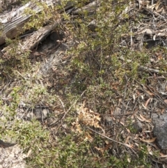 Podolobium ilicifolium (Prickly Shaggy-pea) at Krawarree, NSW - 27 Sep 2021 by Liam.m