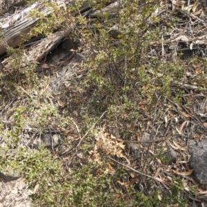 Podolobium ilicifolium at Krawarree, NSW - 27 Sep 2021