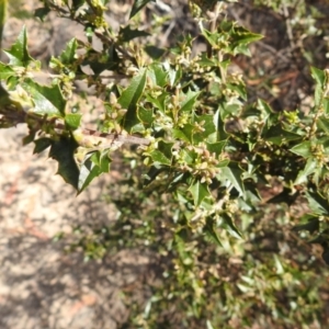 Podolobium ilicifolium at Krawarree, NSW - 27 Sep 2021