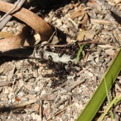 Dolichoderus sp. (genus) (A dolly ant) at Krawarree, NSW - 27 Sep 2021 by Liam.m