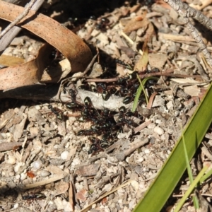 Dolichoderus sp. (genus) at Krawarree, NSW - 27 Sep 2021