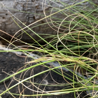 Rytidosperma (genus) (Wallaby Grass) at Corrowong, NSW - 27 Nov 2022 by BlackFlat