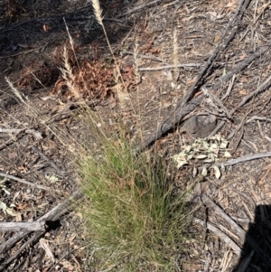 Rytidosperma sp. at Corrowong, NSW - 27 Nov 2022