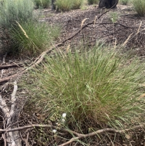 Rytidosperma sp. at Corrowong, NSW - 27 Nov 2022