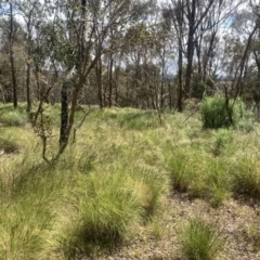 Rytidosperma sp. at Corrowong, NSW - 27 Nov 2022