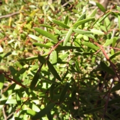 Persoonia subvelutina (TBC) at Krawarree, NSW - 27 Sep 2021 by Liam.m
