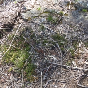 Dillwynia prostrata at Krawarree, NSW - 27 Sep 2021