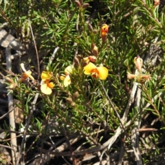 Dillwynia prostrata at Krawarree, NSW - 27 Sep 2021