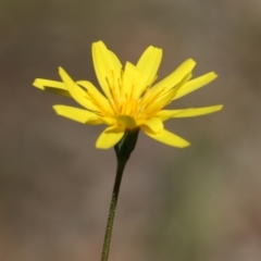 Microseris walteri at Glenroy, NSW - 27 Sep 2021 by KylieWaldon