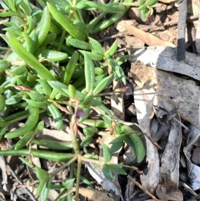 Calandrinia sp. (A Purslane) at Tombong, NSW - 18 Sep 2021 by BlackFlat