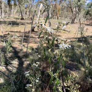 Olearia lirata at Tombong, NSW - 18 Sep 2021