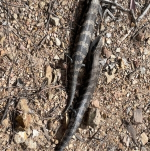 Tiliqua scincoides scincoides at Paddys River, ACT - 27 Sep 2021