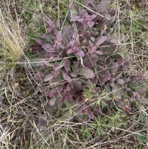 Ajuga australis at Corrowong, NSW - 22 Sep 2021 12:41 PM