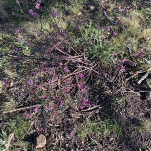 Indigofera australis subsp. australis at Corrowong, NSW - 25 Sep 2021