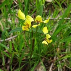 Diuris sp. (hybrid) (Hybrid Donkey Orchid) at Wodonga - 19 Sep 2020 by ClaireSee