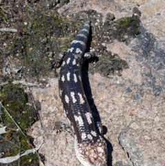 Tiliqua nigrolutea (Blotched Blue-tongue) at Black Flat at Corrowong - 27 Sep 2021 by BlackFlat