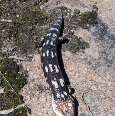 Tiliqua nigrolutea (Blotched Blue-tongue) at Tombong, NSW - 27 Sep 2021 by BlackFlat