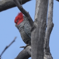 Callocephalon fimbriatum (Gang-gang Cockatoo) at Bruce Ridge - 27 Sep 2021 by AlisonMilton