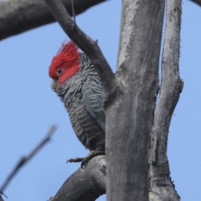 Callocephalon fimbriatum (Gang-gang Cockatoo) at Bruce, ACT - 27 Sep 2021 by AlisonMilton