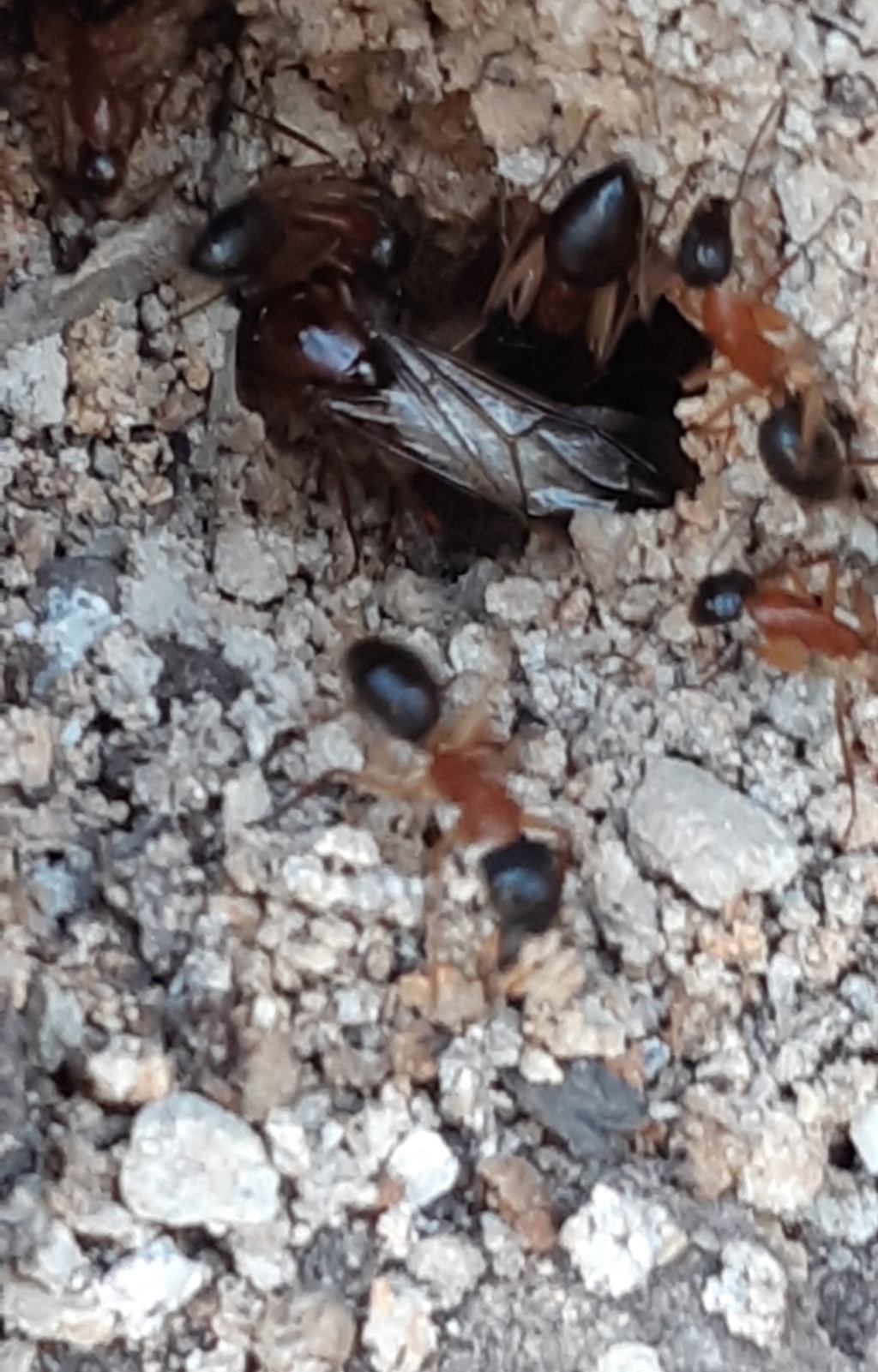 Camponotus nigriceps at Bruce, ACT - 27 Sep 2021