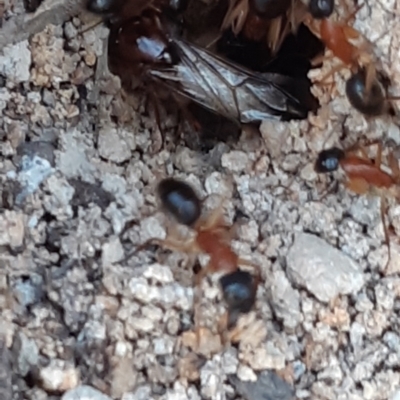 Camponotus nigriceps (Black-headed sugar ant) at Bruce Ridge - 27 Sep 2021 by alell