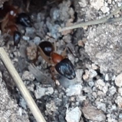 Camponotus nigriceps at Bruce, ACT - 27 Sep 2021