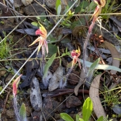 Caladenia actensis (Canberra Spider Orchid) at Mount Majura - 21 Sep 2021 by AJB