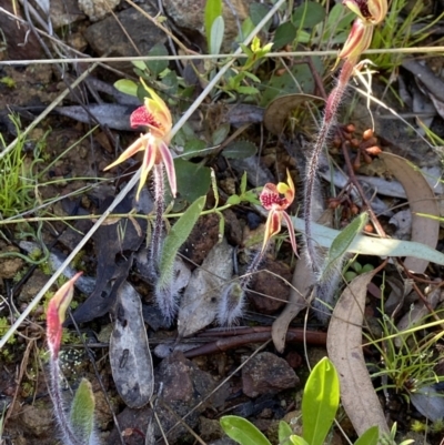 Caladenia actensis (Canberra Spider Orchid) by AJB