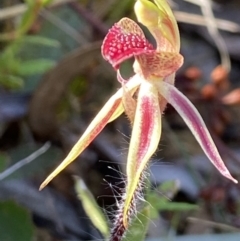 Caladenia actensis at suppressed - 22 Sep 2021