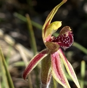 Caladenia actensis at suppressed - suppressed