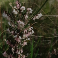 Cryptandra amara (Bitter Cryptandra) at Bruce, ACT - 24 Sep 2021 by alell