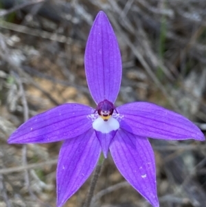 Glossodia major at Denman Prospect, ACT - suppressed