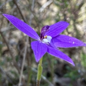 Glossodia major at Denman Prospect, ACT - suppressed