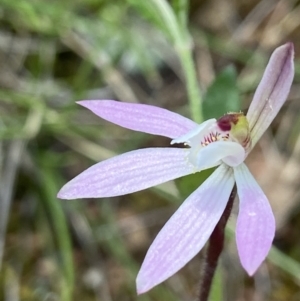 Caladenia fuscata at Denman Prospect, ACT - 24 Sep 2021