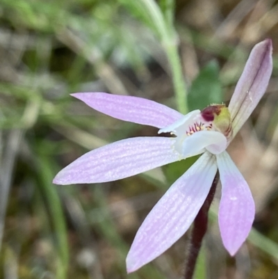 Caladenia fuscata (Dusky Fingers) at Denman Prospect, ACT - 24 Sep 2021 by AJB