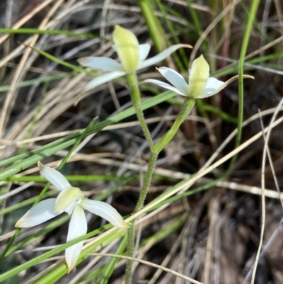 Caladenia ustulata (Brown Caps) at Denman Prospect, ACT - 24 Sep 2021 by AJB