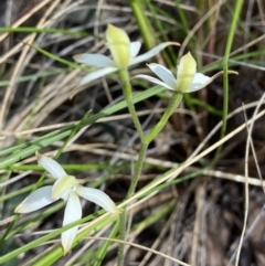 Caladenia ustulata (Brown caps) at Denman Prospect, ACT - 24 Sep 2021 by AJB