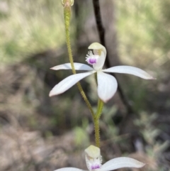 Caladenia ustulata at Denman Prospect, ACT - 24 Sep 2021