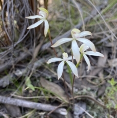 Caladenia ustulata at Denman Prospect, ACT - suppressed