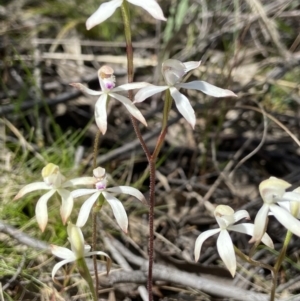 Caladenia ustulata at Denman Prospect, ACT - suppressed