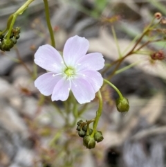 Drosera auriculata (Tall Sundew) at Denman Prospect, ACT - 24 Sep 2021 by AJB