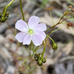 Drosera auriculata at Denman Prospect, ACT - 24 Sep 2021