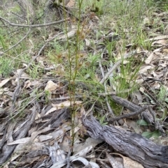 Drosera auriculata at Denman Prospect, ACT - 24 Sep 2021