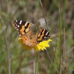 Vanessa kershawi (Australian Painted Lady) at Glenroy, NSW - 27 Sep 2021 by Kyliegw